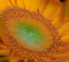 USA, Indiana, Carmel. Close-up of sunflower. Art Print